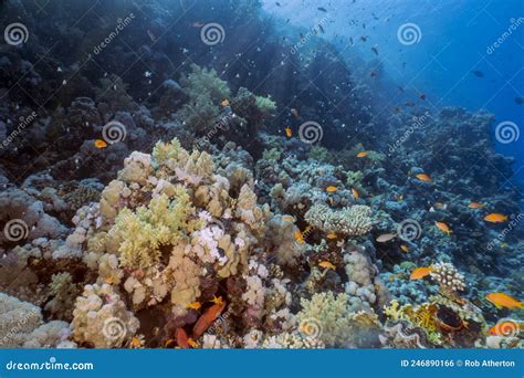 Coral Reefs In The Red Sea Stock Photo Image Of Nature 246890166