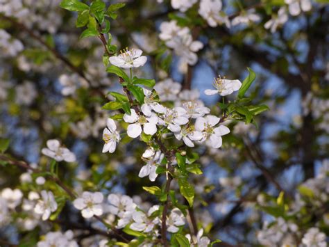 Free Images Tree Nature Branch Blossom Fruit Flower Food