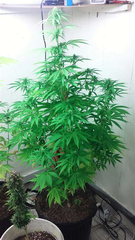 How To Grow Auto Flowering Cannabis Strains Grow Weed Easy