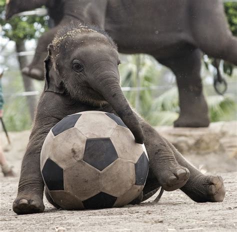 30 Photos Cute Animals Play Ball Free Download Wallpaper