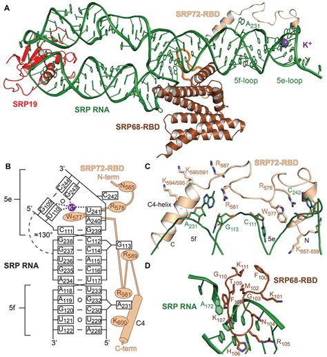Structure Of The Human Srp S Domain A The Quaternary Srp S Domain