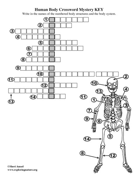We've arranged the synonyms in length order so that they are easier to find. Bone Anatomy Crossword / Introduction to the Skeletal ...