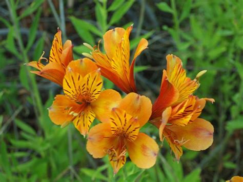 Purple clarice peruvian lilies for your wedding centerpieces and bouquets at wholesale prices! I can see this as a focal flower for boutonnieres and in ...