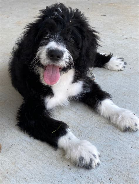 6 girls & 1 boy see them on our instagram: Page 2 - Puppies For Sale in Benton County (44) | Petzlover
