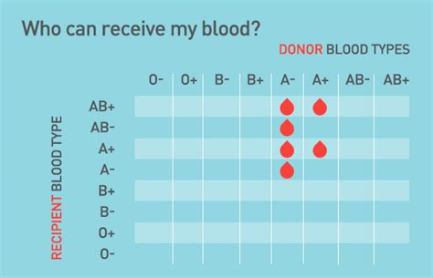 Type A Blood A And A Blood Types Bloodworks Northwest