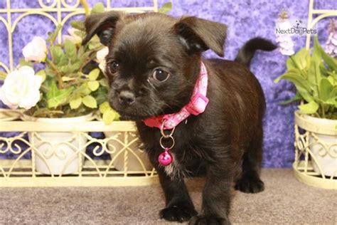 Before you buy any oklahoma puppies, you need to think about your budget and how much you want to spend. Yug: Pug puppy for sale near Oklahoma City, Oklahoma. | c6c14bd4-8da1