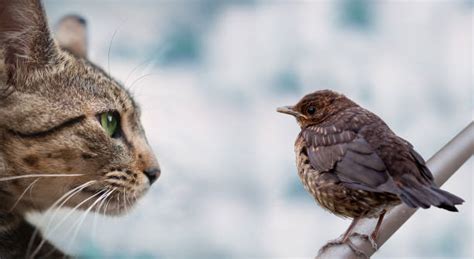 Best Cat Bird Stock Photos Pictures And Royalty Free Images Istock