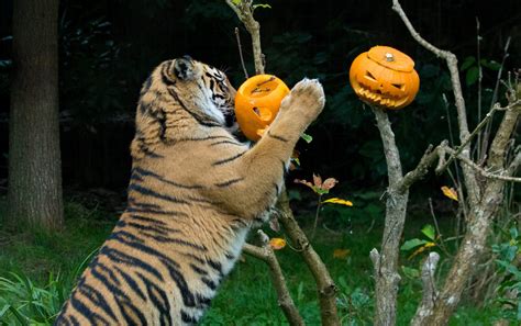 Wild Animals Getting Into The Halloween Spirit With