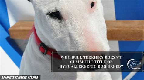 Are Bull Terriers Hypoallergenic Tips For Allergic Families
