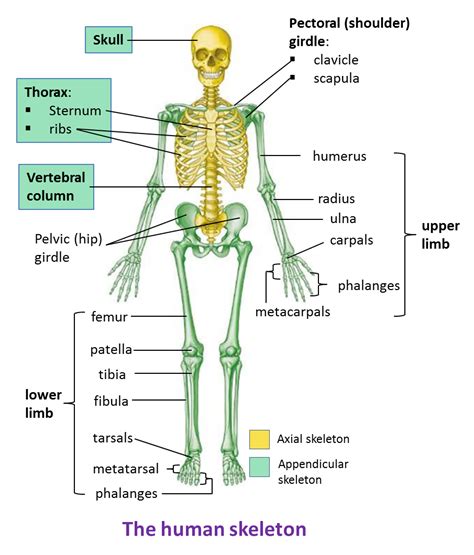 1411 The Human Skeleton Spm Biology