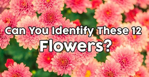 Questions and answers about david and goliath. Can You Identify These 12 Flowers? | QuizPug