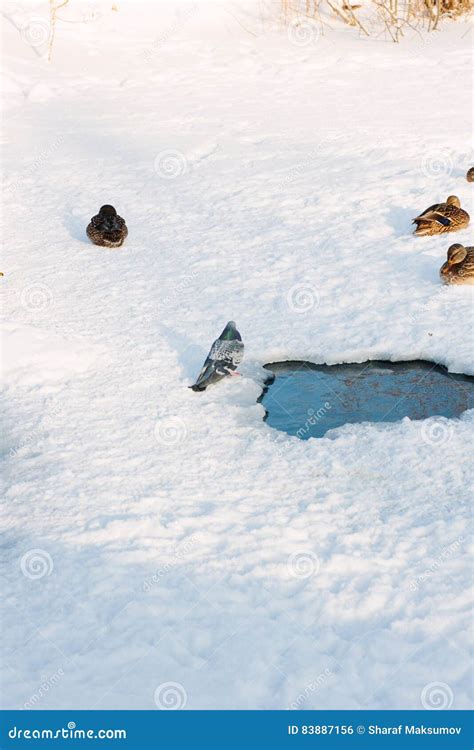 Ducks On Snow Stock Photo Image Of Beak Color Season 83887156