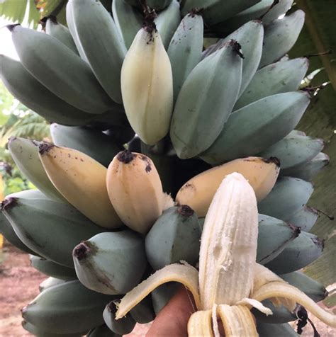 La Blue Java Une Variété De Banane Bleue Au Goût De Vanille