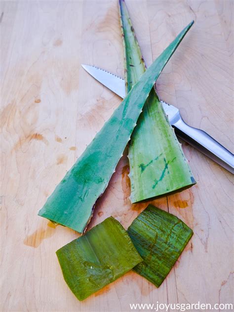 A roundup post on the best how to's regarding aloe vera, a favorite plant of joy us garden. 7 Ways to Use Aloe Vera Leaves Plus How to Store Them!