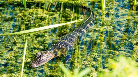Lake Apopka Wildlife Drive Free Things To Do See Florida Wildlife