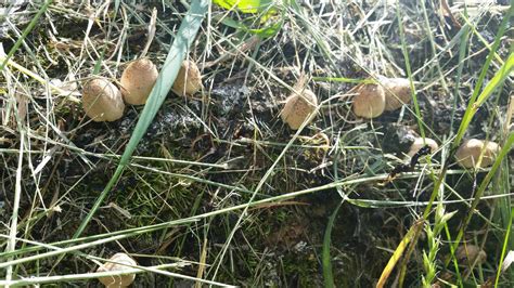 Wisconsin Mushroom Id Mushroom Hunting And Identification Shroomery