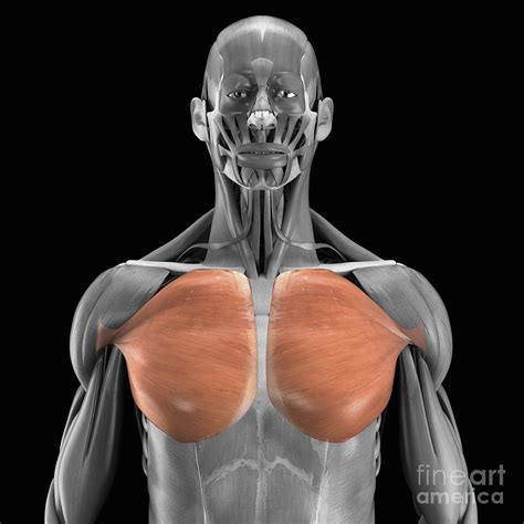 Pectoralis Major Muscles Photograph By Science Picture Co