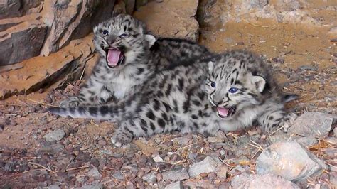 Rare Video Spots Endangered Snow Leopard Cubs In The Wild