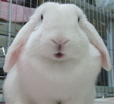 Holland Lop Blue Eyed White Rabbit Usa White Rabbit Bunny Rabbit