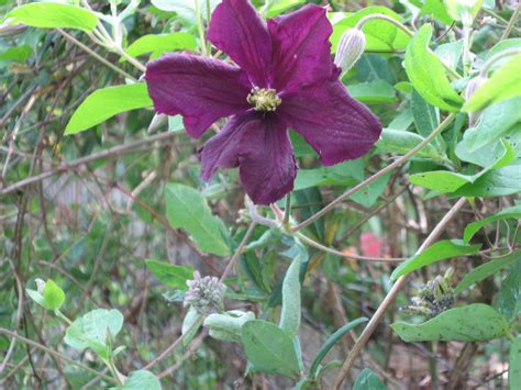 You should never transplant or divide the plants in the spring. A Growing Curiousity
