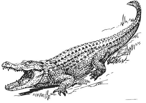 Click the realistic alligator coloring pages to view printable version or color it online (compatible with ipad and android tablets). Get This Free Picture of Alligator Coloring Pages prmlr