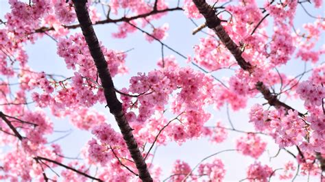 Download Wallpaper 1920x1080 Sakura Petals Flowers Branches Tree
