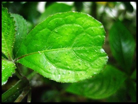 Tahukah anda, ada 14 punca penyakit batu karang yang anda perlu tahu? Daun Batu Karang