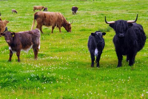 A Black Highland Cow Glenlivet Scotland A Photo On Flickriver