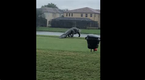 In Video Giant Alligator Wanders Around Florida Golf