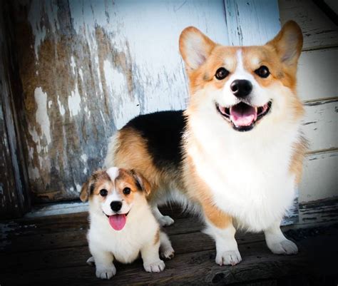 Before buying a puppy it is important to understand the associated costs of owning a dog. corgi and mini corgi | Corgi dog, Welsh corgi puppies ...