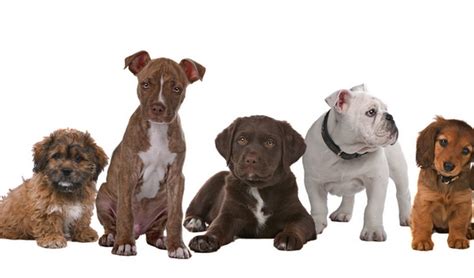 Best Dog Breed Quiz To Help You Choose Your Next Pup Top Dog Tips
