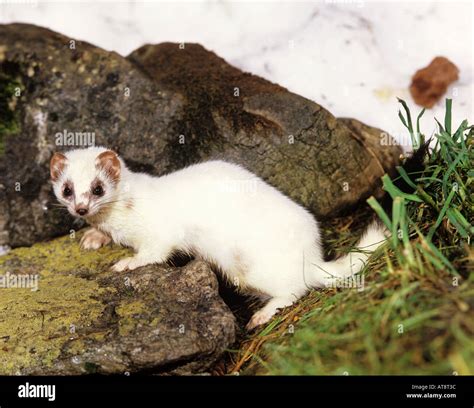 Ermine White High Resolution Stock Photography And Images Alamy