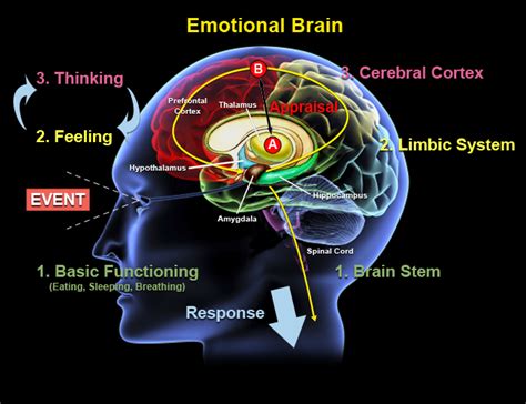 We Are Driven By Our Emotions Neuroinsights