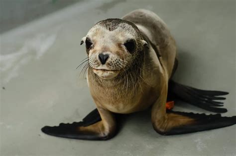 Rescued Sea Lion Pup On The Mend In Sausalito