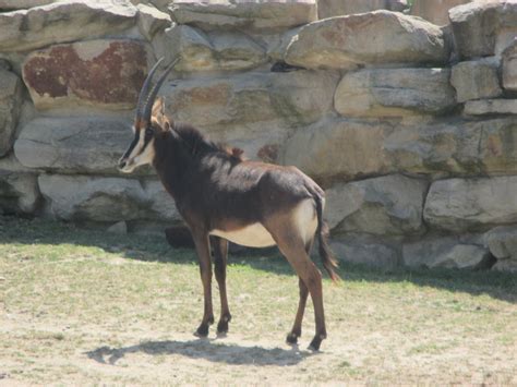 Giant Sable Antelope Zoochat