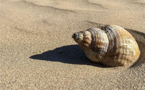 Coquillages : les secrets de la survie des mollusques | Dossier