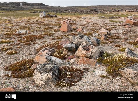 Nunavut Tundra Summer High Resolution Stock Photography And Images Alamy