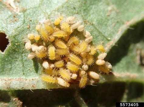 Mexican bean beetle, epilachna varivestis mulsant, is an invasive, phytophagous ladybeetle that has occurred in the united states since the late 1800s. Mexican Bean Beetle in Soybean | NC State Extension ...