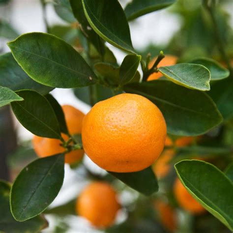 Citrus Satsuma - Buy Plants Online | Pakistan Online Nursery