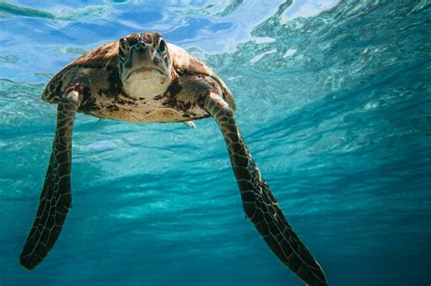 Debangan Island Sea Turtles Growing Tourist Popularity May Also Harm