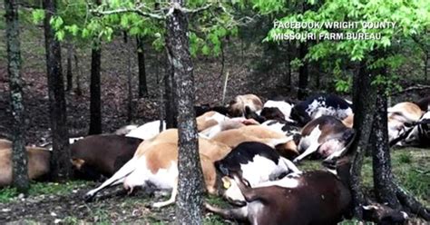 Lightning Strike Kills 32 Cows In Missouri Cbs News
