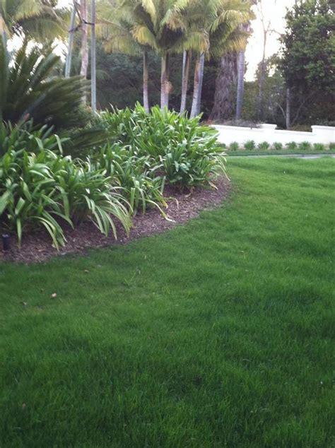 Sustainable Drought Tolerant Low Maintenance Lawn Organic
