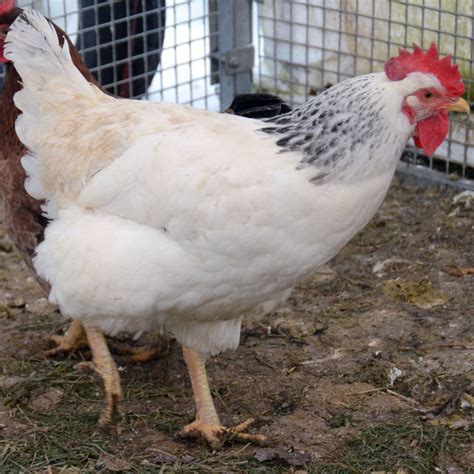 What Are Heritage Breed Chickens Heritage Chicken Bre