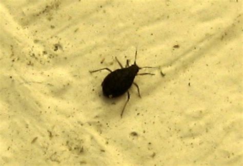 Some of the photos might be fake, but it sure scares me. small black beetle like bug : Biological Science Picture ...
