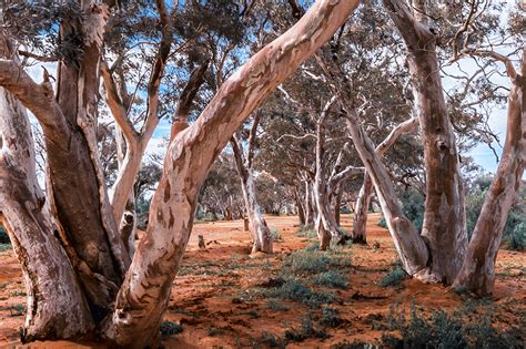 They're puncture prone, have dangerously poor wet weather grip. Portrait of the Australian outback - Australian Geographic