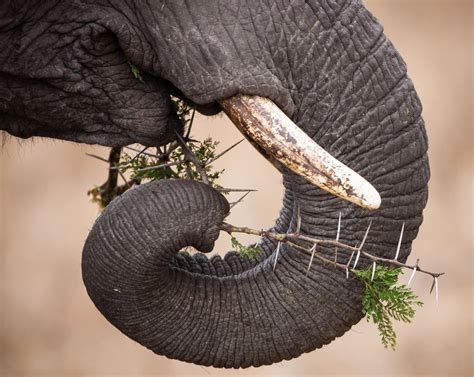 An Elephants Trunk Is Critical To Its Survival 13 Facts