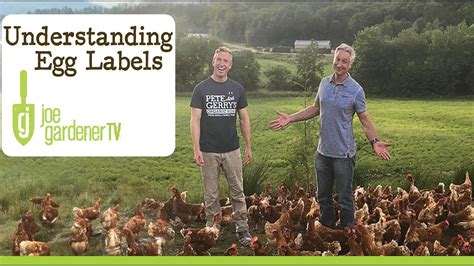 The temperature of the air is usually much lower than 106° f, and the egg cools to the temperature of its surroundings. Understanding Egg Labels - Which Options are Humane? - YouTube