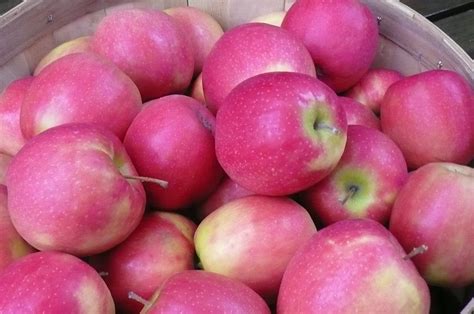 Pink Lady Apples 1 Recipes From Nashs Organic Produce
