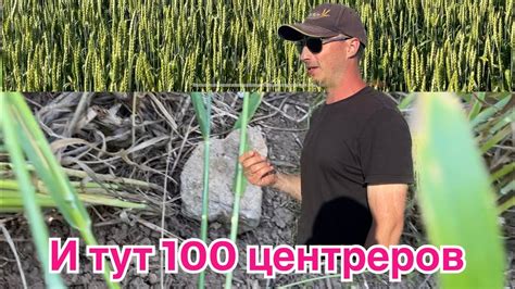 Пшеница 100ц без пестицидов и удобрений @asperepelitsa - YouTube