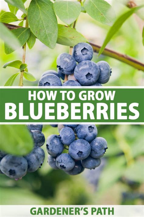 How To Grow And Care For Blueberry Bushes Gardeners Path